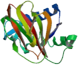 Procollagen Lysine-2-Oxoglutarate-5-Dioxygenase 3 (PLOD3)