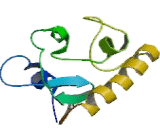 Progesterone Receptor Membrane Component 1 (PGRMC1)