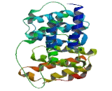 Programmed Cell Death Protein 4 (PDCD4)