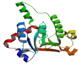 Proline Dehydrogenase 2 (PRODH2)