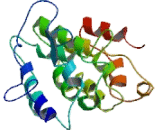 Proline Rich Protein 1, Lacrimal (PRL1)