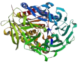 Prolyl Endopeptidase (PREP)