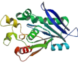 Prolyl Endopeptidase Like Protein (PREPL)