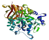 Proprotein Convertase Subtilisin/Kexin Type 4 (PCSK4)