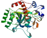 Proprotein Convertase Subtilisin/Kexin Type 5 (PCSK5)