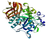 Proprotein Convertase Subtilisin/Kexin Type 6 (PCSK6)