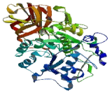 Proprotein Convertase Subtilisin/Kexin Type 7 (PCSK7)