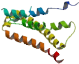 Prostaglandin E Receptor 1 (EP1)