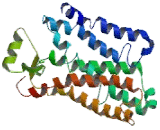 Prostaglandin E Receptor 3 (EP3)