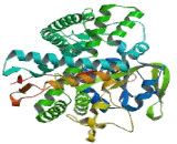 Prostaglandin I Synthase (PTGIS)