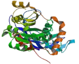 Prostaglandin Reductase 2 (PTGR2)