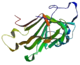 Prostate Androgen Regulated Mucin Like Protein 1 (PARM1)