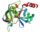 Protease, Serine 31 (PRSS31)