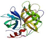 Protease, Serine 48 (PRSS48)