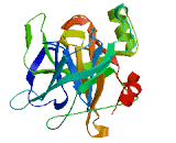 Protease, Serine 56 (PRSS56)