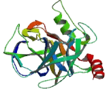 Channel Activating Protease 1 (CAP1)