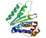 Proteasome 26S Subunit, ATPase 2 (PSMC2)