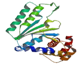 Proteasome 26S Subunit, ATPase 5 (PSMC5)