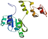 Proteasome 26S Subunit, Non ATPase 8 (PSMD8)