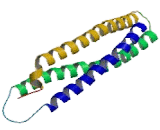 Proteasome Activator Subunit 3 (PSME3)