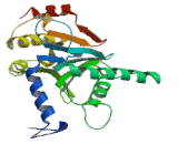 Proteasome Subunit Alpha Type 5 (PSMa5)