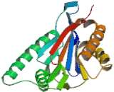 Proteasome Subunit Beta Type 3 (PSMb3)