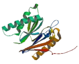 Proteasome Subunit Beta Type 6 (PSMb6)