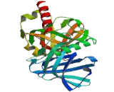 Protection Of Telomeres 1 Homolog (POT1)