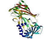 Protein Arginine Methyltransferase 8 (PRMT8)