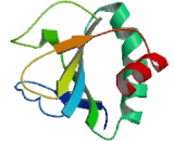 Protein Disulfide Isomerase Like Protein, Testis Expressed (PDILT)