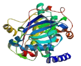 Protein Kinase, cAMP Dependent Catalytic Beta (PRKACb)