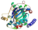 Protein Kinase, cAMP Dependent Catalytic Gamma (PRKACg)