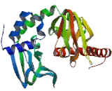 Protein Kinase, cAMP Dependent Regulatory Type II Beta (PRKAR2b)