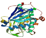 Protein Kinase, cGMP Dependent Type II (PRKG2)