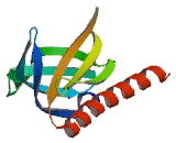 Protein Kinase B Alpha (PKBa)