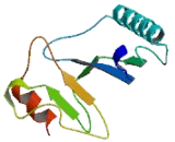 Protein Kinase C Delta Binding Protein (PRKCdBP)