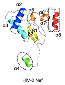 Protein Nef, HIV2 (Nef)