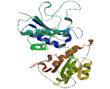 Protein O-Fucosyltransferase 2 (POFUT2)