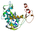 Protein O-Linked Mannose Beta-1,2-N-Acetylglucosaminyltransferase (POMGNT1)