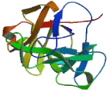 Protein O-Mannosyltransferase 2 (POMT2)