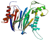 Protein Phosphatase, Mg2+/Mn2+ Dependent 1B (PPM1B)