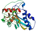 Protein Phosphatase, Mg2+/Mn2+ Dependent 1M (PPM1M)