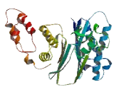 Protein Phosphatase, Mg2+/Mn2+ Dependent 1N (PPM1N)