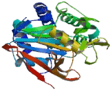 Protein Phosphatase 1, Catalytic Subunit Alpha Isoform (PPP1Ca)