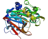 Protein Phosphatase 1, Catalytic Subunit Beta Isoform (PPP1Cb)