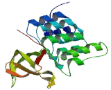 Protein Phosphatase 1, Regulatory Subunit 13 Like Protein (PPP1R13L)