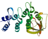 Protein Phosphatase 1, Regulatory Subunit 13B (PPP1R13B)