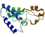 Protein Phosphatase 1, Regulatory Subunit 1A (PPP1R1A)