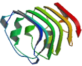 Protein Phosphatase 1, Regulatory Subunit 7 (PPP1R7)