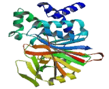 Protein Phosphatase 2, Catalytic Subunit Beta Isoform (PPP2Cb)